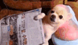 pies śmieszny gif